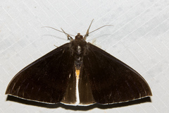 Lygniodes endoleucus