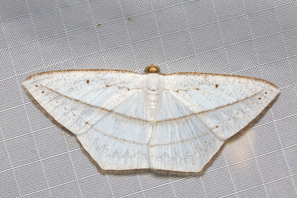 Orthocabera similaria