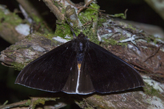 Lygniodes endoleucus