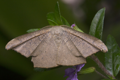 Strepsigonia robusta