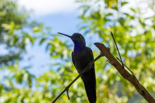 Rufous-gaped Hillstar (Urochroa bougueri), photo 6