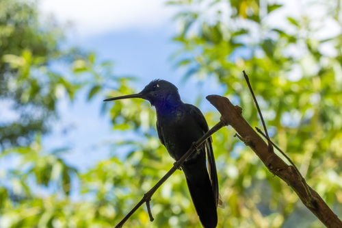 Rufous-gaped Hillstar (Urochroa bougueri), photo 7