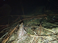 Indosylvirana nicobariensis