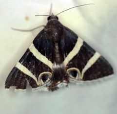 Grammodes ocellata