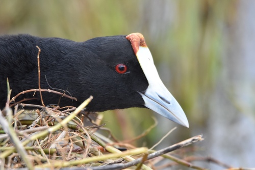Red-knobbed Coot