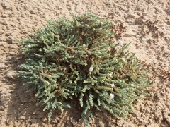 Herniaria hemistemon