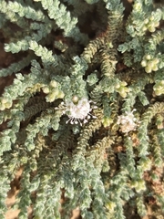 Herniaria hemistemon