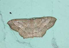 Scopula modesta