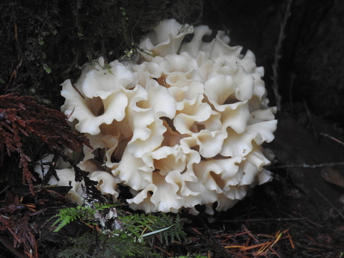 Western cauliflower mushroom (Sparassis radicata)