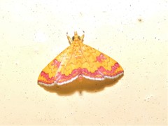 Isocentris filalis