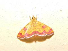 Isocentris filalis