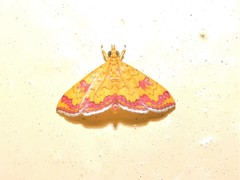 Isocentris filalis
