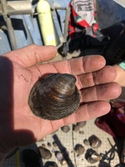 Reginaia ebenus