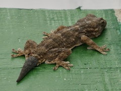 Tarentola boettgeri
