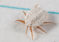 Arctorthezia occidentalis