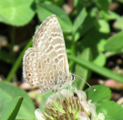 Leptotes andicola