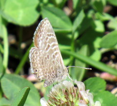 Leptotes andicola