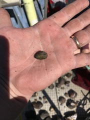 Truncilla donaciformis