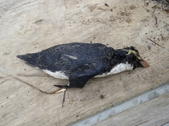 Eudyptes pachyrhynchus