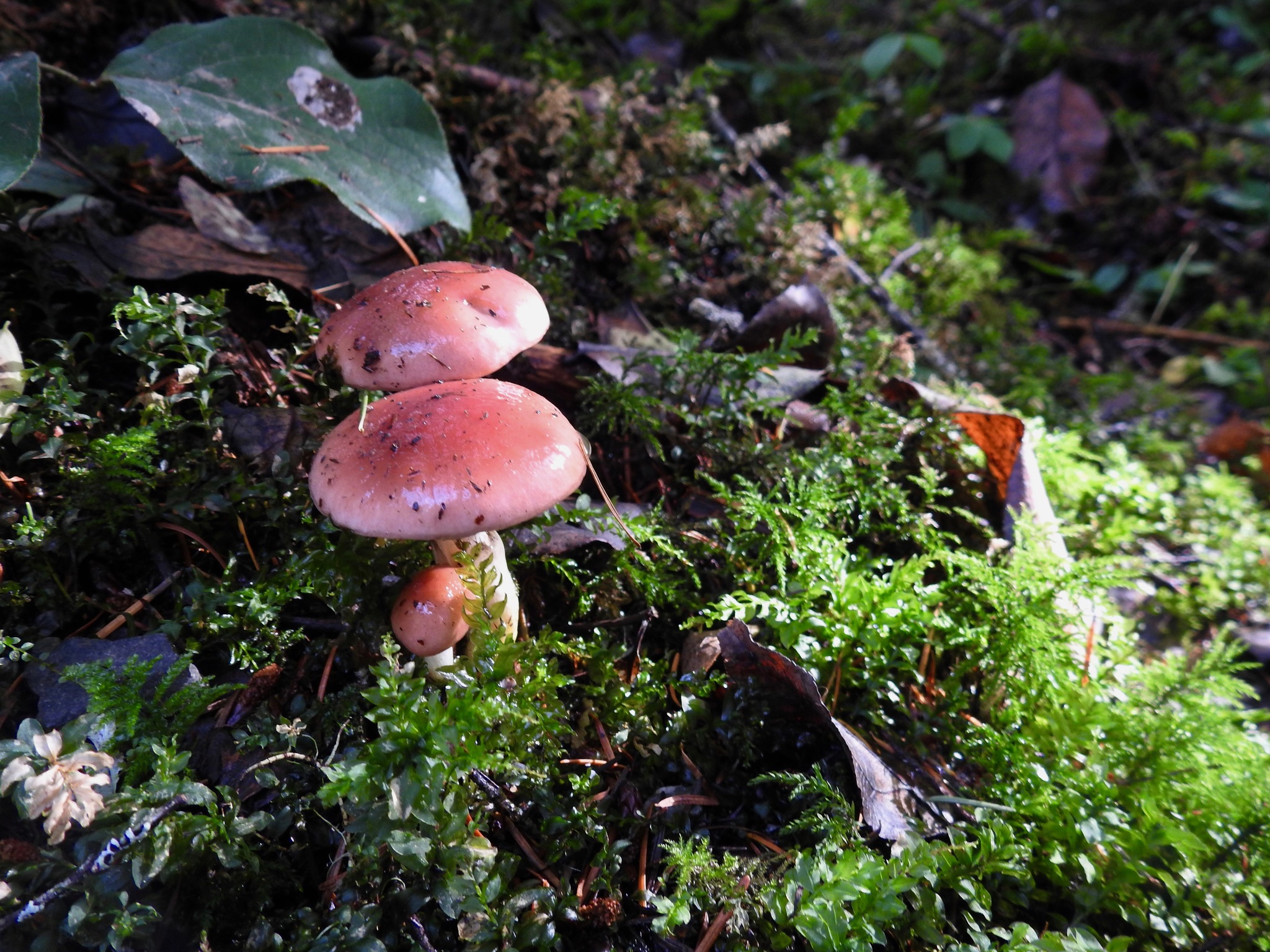 Gomphidius subroseus image