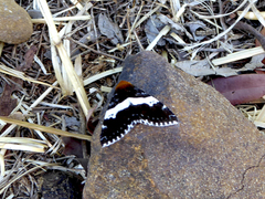 Buzara latizona