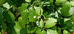 Causonis japonica