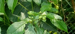 Causonis japonica