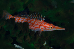 Oxycirrhites typus