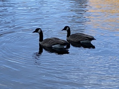 Branta canadensis