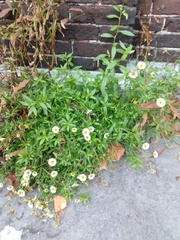 Erigeron karvinskianus