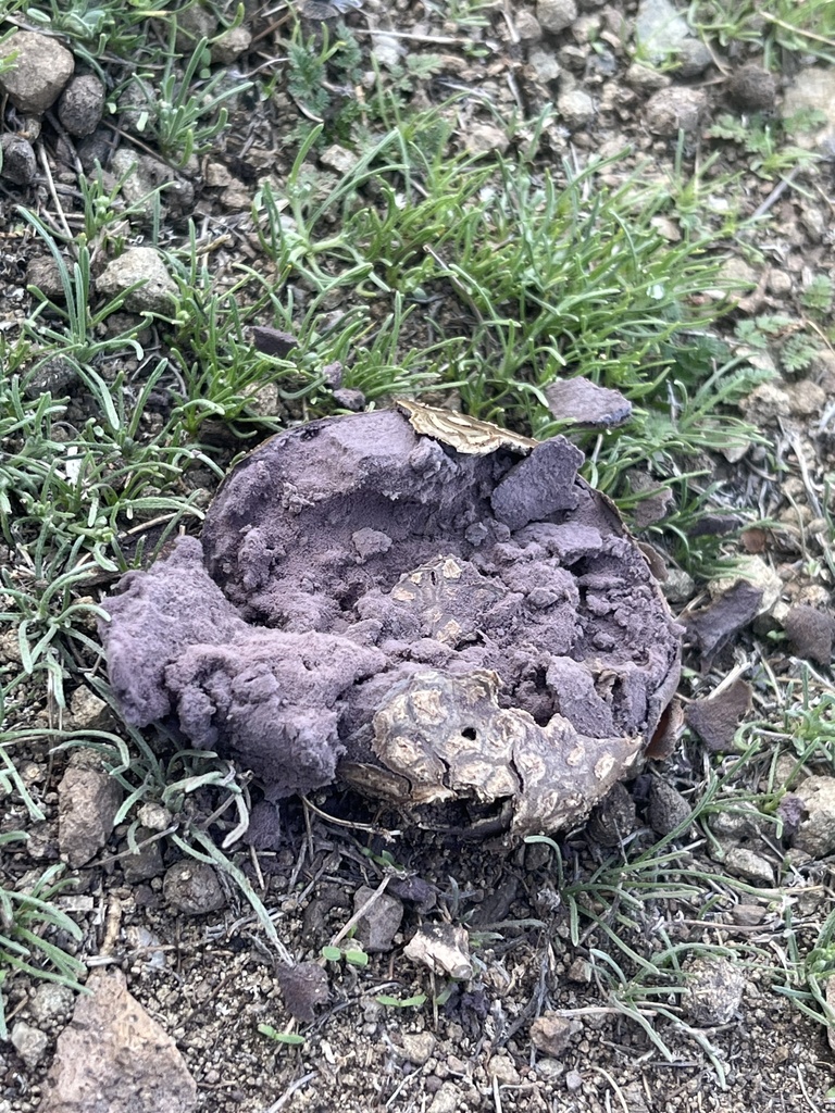 Calvatia cyathiformis · August 2025 · photo: © sur_endemico (iNaturalist, cc-by-nc)