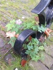Geranium robertianum
