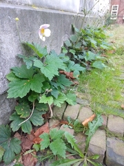 Eriocapitella hupehensis