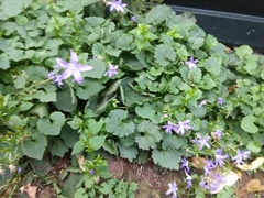 Campanula poscharskyana