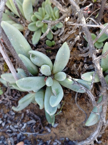 Adromischus phillipsiae