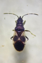 Oxycarenus
