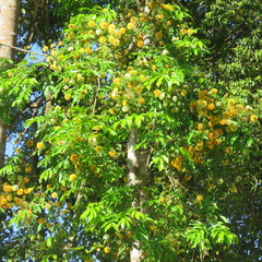 Pararchidendron pruinosum