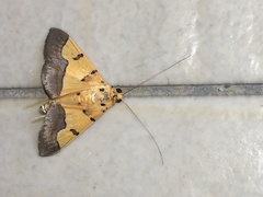 Endocrossis flavibasalis