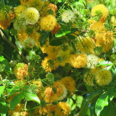 Pararchidendron pruinosum