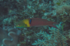Thalassoma amblycephalus