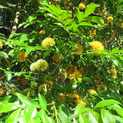 Pararchidendron pruinosum