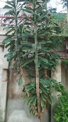 Angiospermae