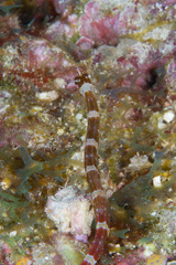 Corythoichthys amplexus