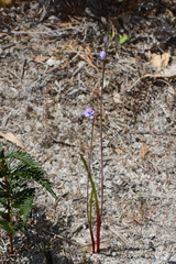 Thelymitra malvina
