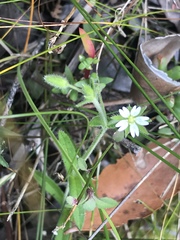 Cerastium capense