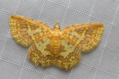 Pseudopolynesia amplificata