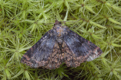 Diomea diffusifascia