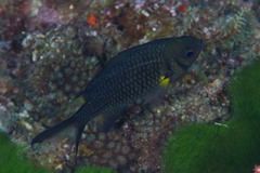 Chromis weberi