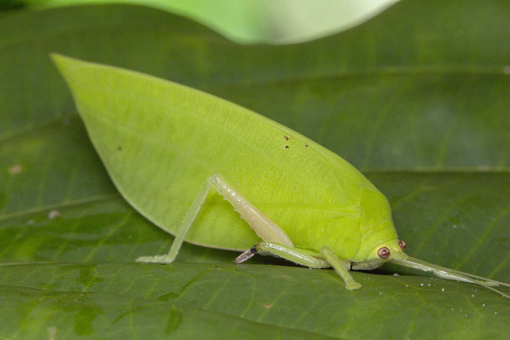 Cratioma dilatatum