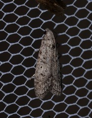 Heteromicta pachytera